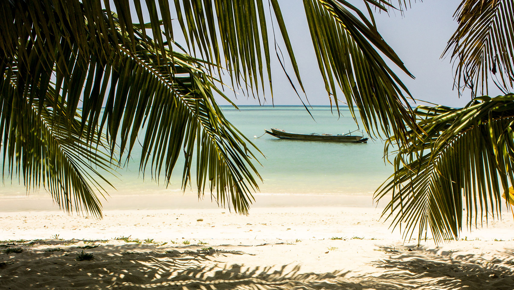 white sand beach with trees