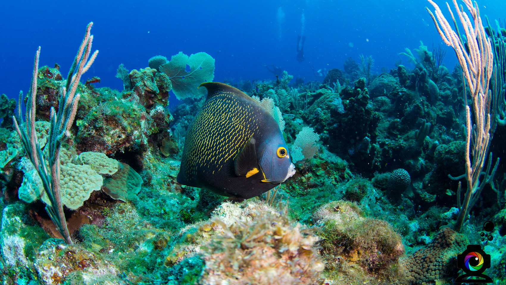 French Angelfish