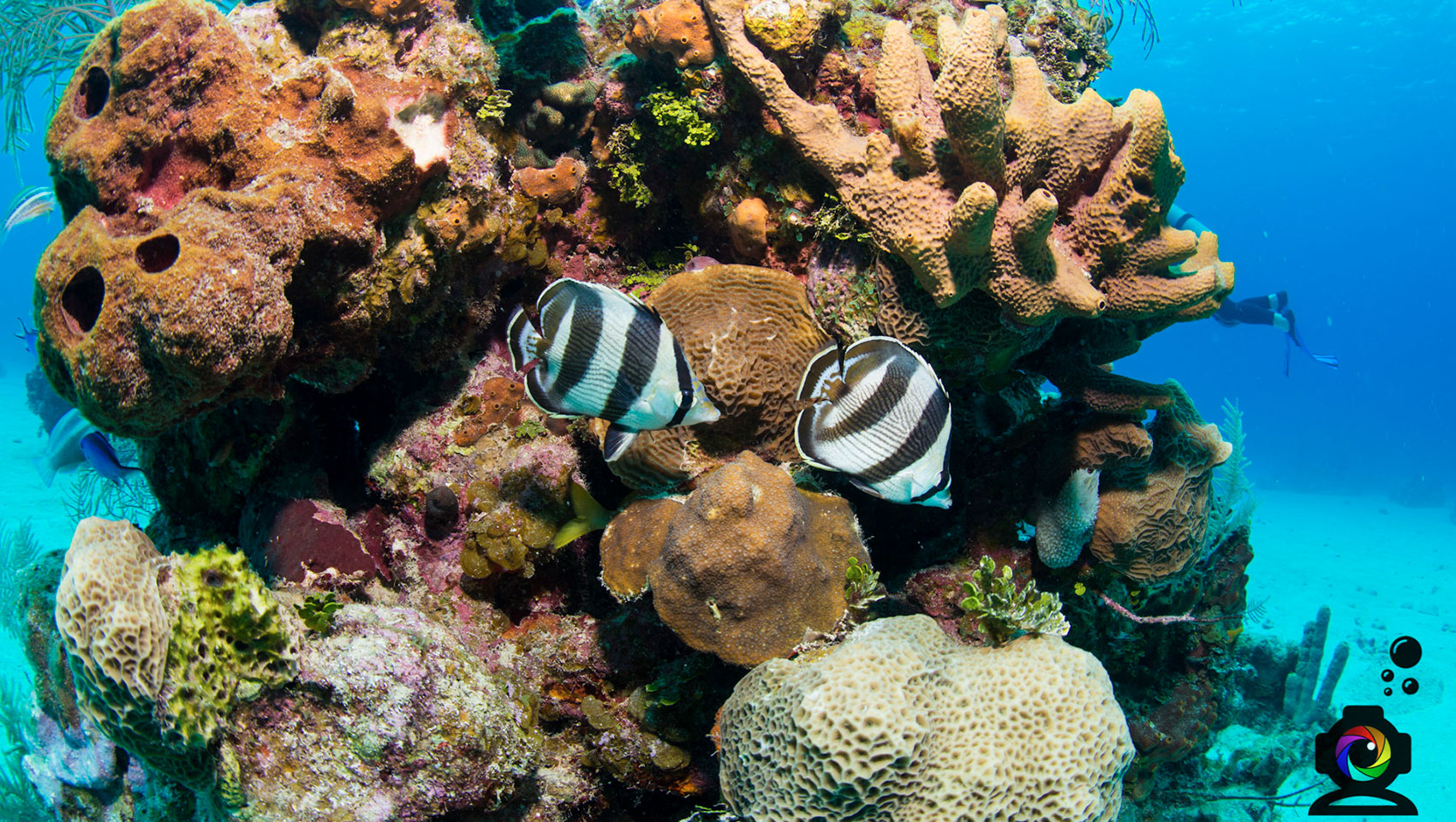 Banded Butterfly Fish