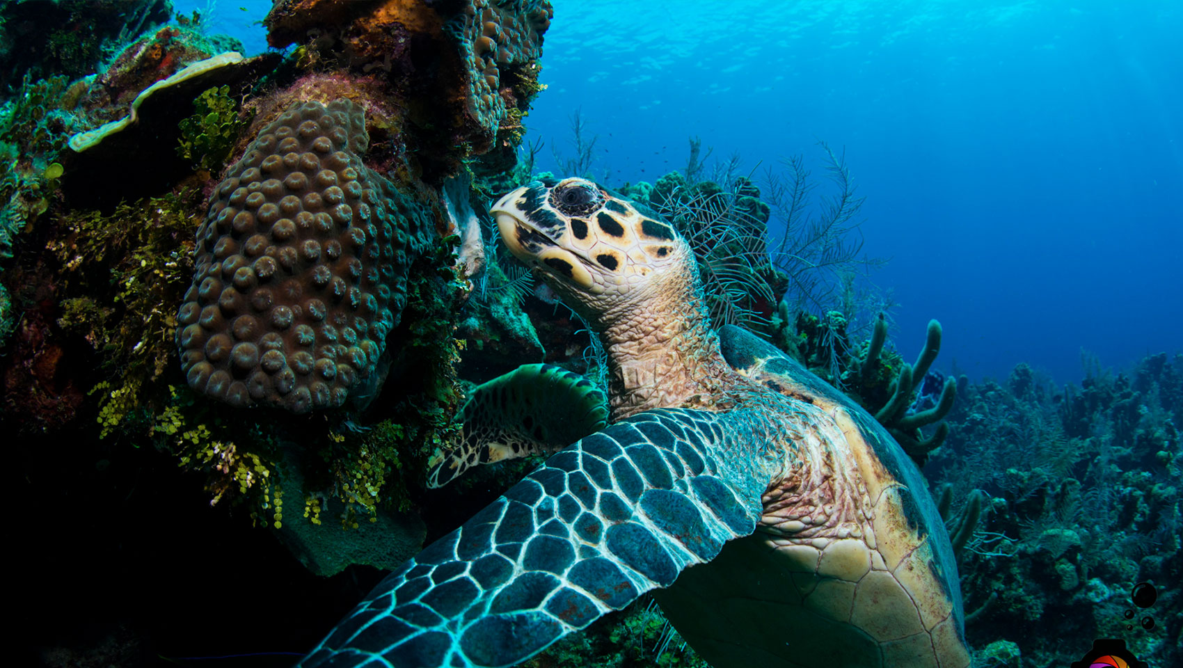 Hawksbill Turtle