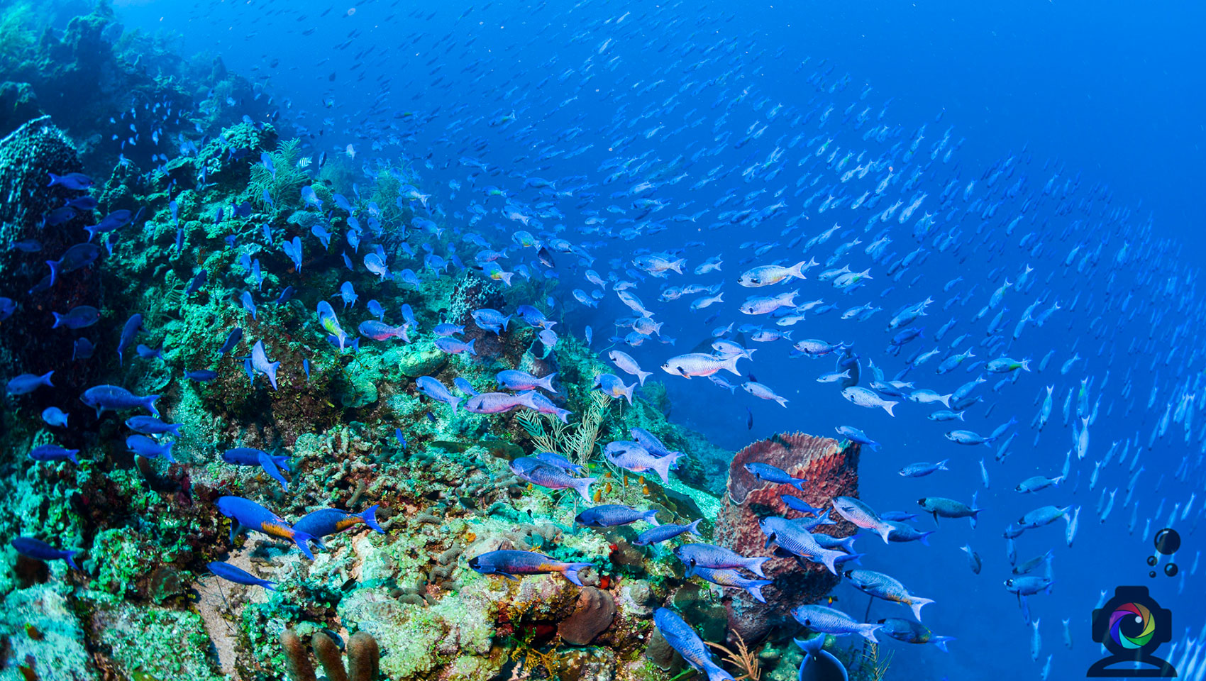 Creole Wrasses