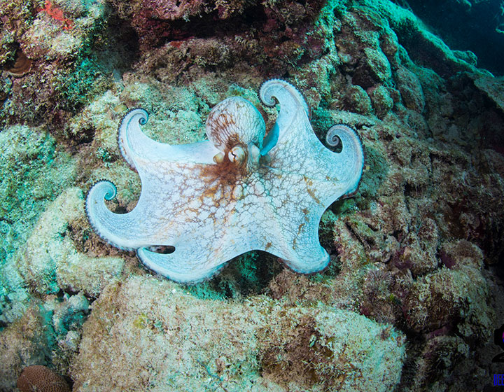 Octopus