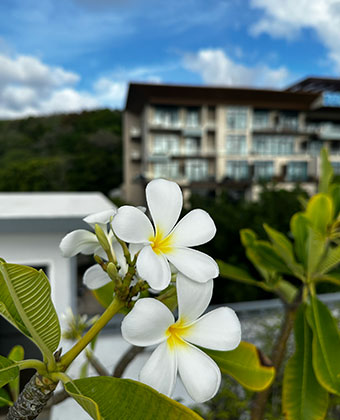 close up of white flowers