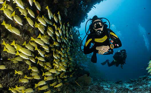 Scuba diver under water with school of fish